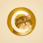 Catecoin (catecoin.shop)